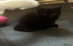 Mixed Breed cats for sale: 4 lovely kittens ready for collection ASAP - Image 4