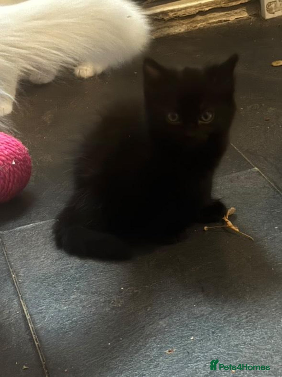 Mixed Breed cats for sale: 4 lovely kittens ready for collection ASAP - Image 4