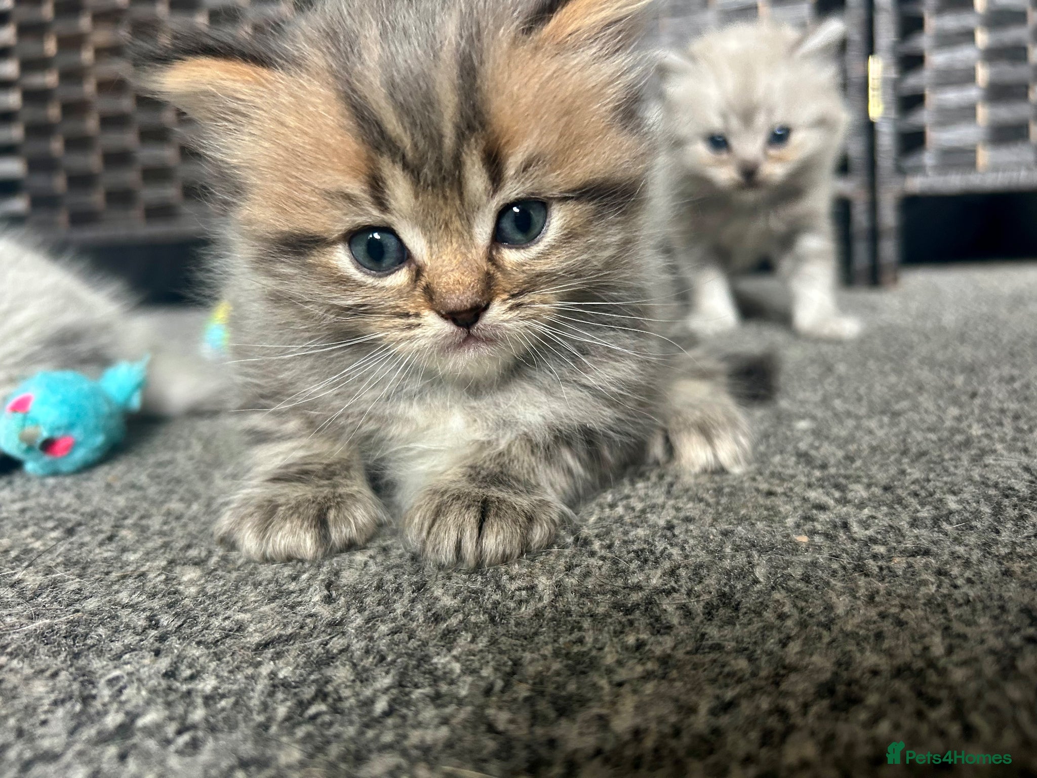 Perdoll cats for sale: Persian Kitty’s for sale 🩶 - Advert 5