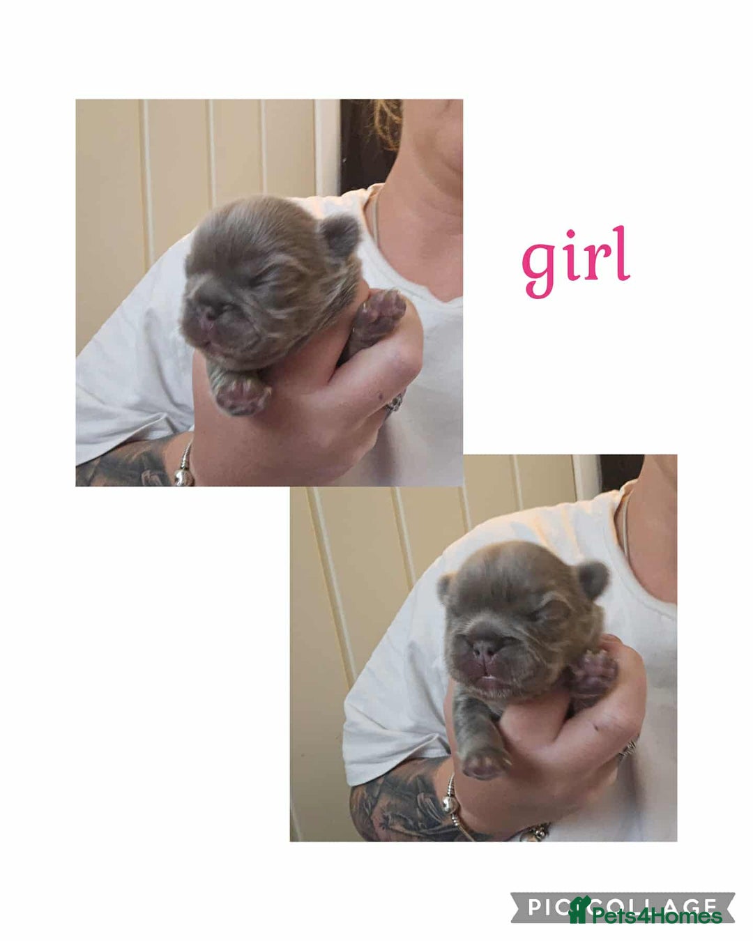 French Bulldog dogs for sale: Visual fluffy French bulldogs  - Image 10