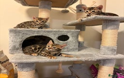 Bengal cats for sale: gorgeous pure bengal kittens  - Image 12