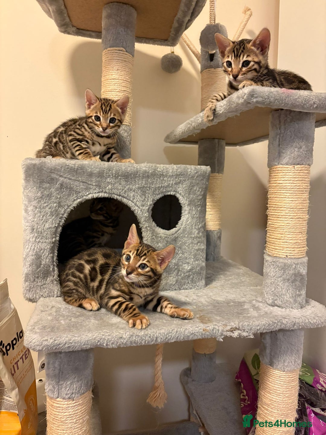 Bengal cats for sale: gorgeous pure bengal kittens  - Image 12