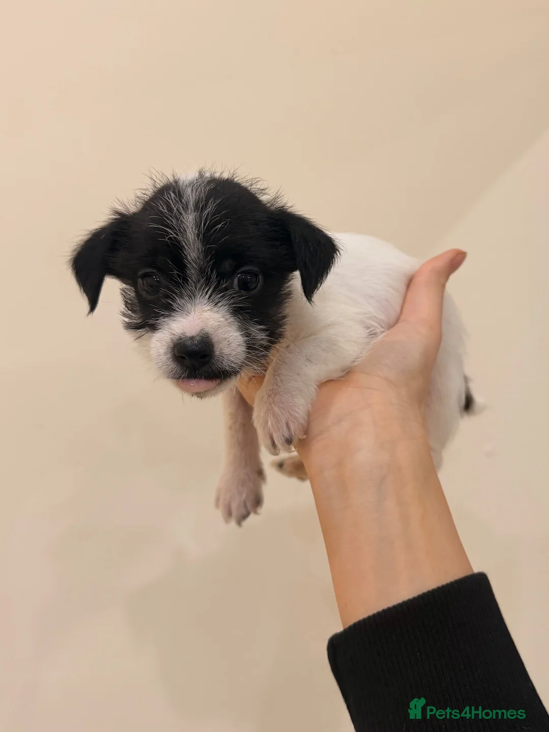 Mixed Breed dogs for sale: Jack Russel cross border puppies  in Tredegar - Advert 2