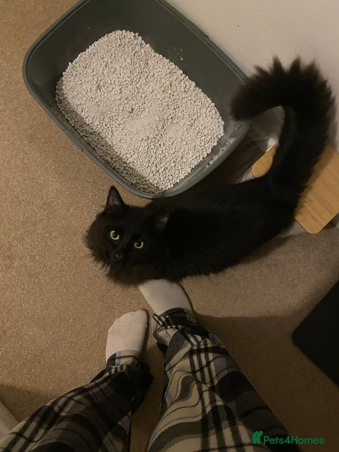 British Longhair cats for sale: 7month old male cat - Advert 9