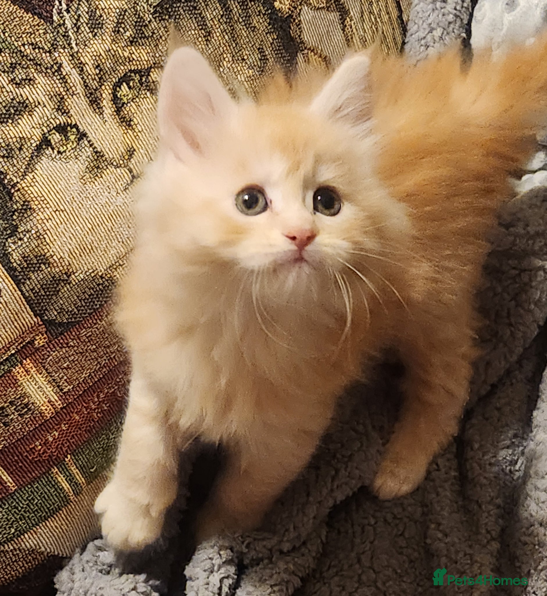 Maine Coon cats Maine Coon Kittens ready April - Advert 6