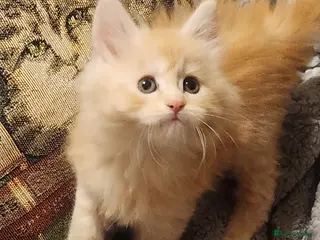 Maine Coon cats Maine Coon Kittens ready April - Advert 6