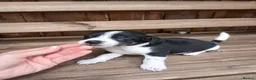 Jack Russell dogs for sale: Adorable Miniature Jack Russell puppies for sale - Advert 31