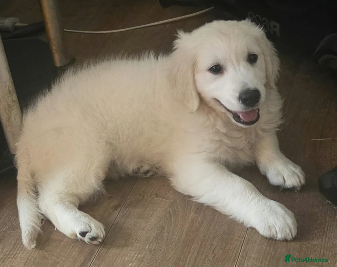 Golden Retriever dogs for sale: Beautiful Golden Retreiver Puppy (Cream colour) in Edgware - Advert 2