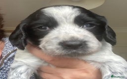 Sprocker dogs for sale: Working Sprocker Pups   - Image 2