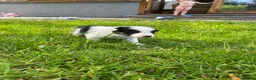 Border Collie dogs for sale: Adorable Border Collie puppies  - Advert 25