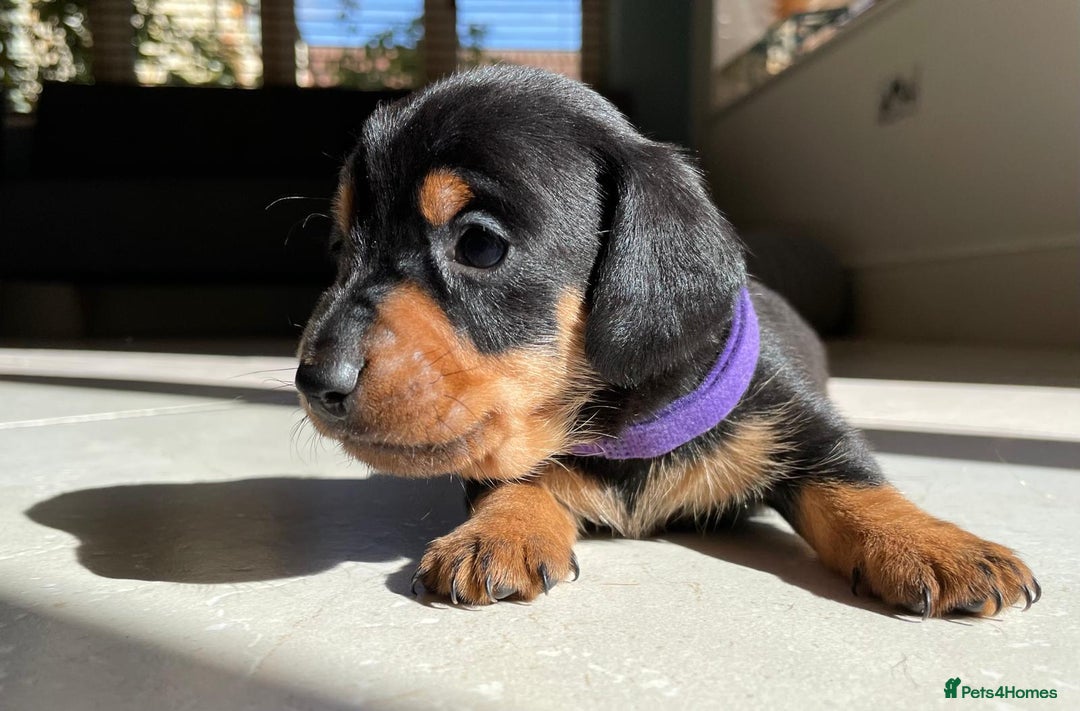 Miniature Dachshund dogs for sale: KC Registered Miniature Dachshund Puppies    - Image 13
