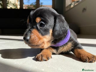 Miniature Dachshund dogs - Advert 5