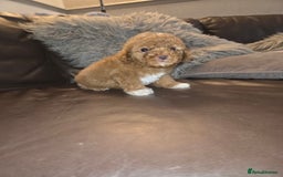 Toy Poodle dogs for sale: Beautiful Toy Poodle puppies - Image 14