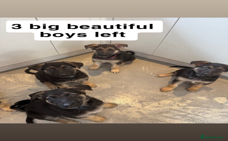 German Shepherd dogs - Advert 2