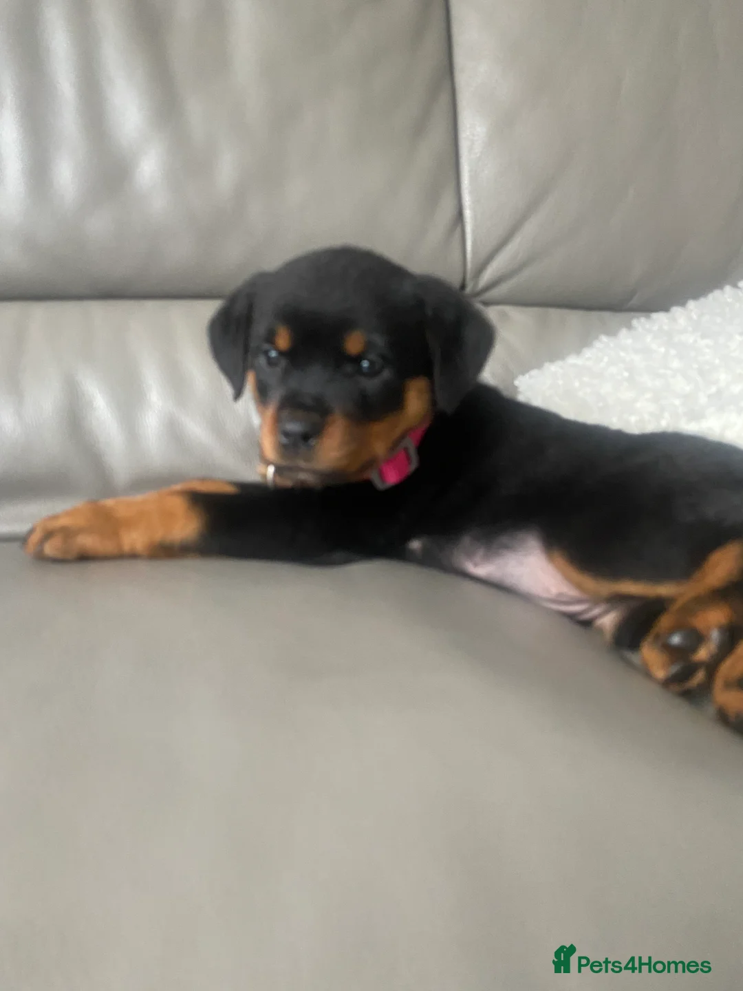 Rottweiler dogs for sale: Rottweiler Female For Sale - Advert 5