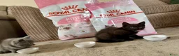 Mixed Breed cats for sale: Mixed breed BritishShorthair in Borehamwood - Advert 6