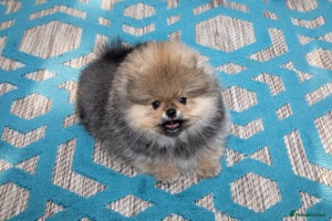 Pomeranian dogs Only boy left for Pom lovers - Advert 3