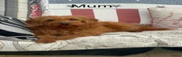 Labradoodle dogs for sale: Absolutely beautiful, F1bb Miniature Labradoodles  - Advert 2