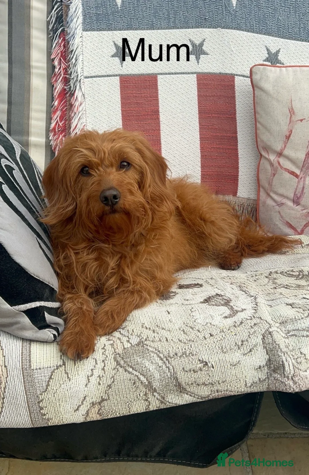 Labradoodle dogs for sale: Absolutely beautiful, F1bb Miniature Labradoodles  - Advert 2