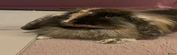 Lionhead rabbits for sale: Super playful Lionlop  - Advert 4
