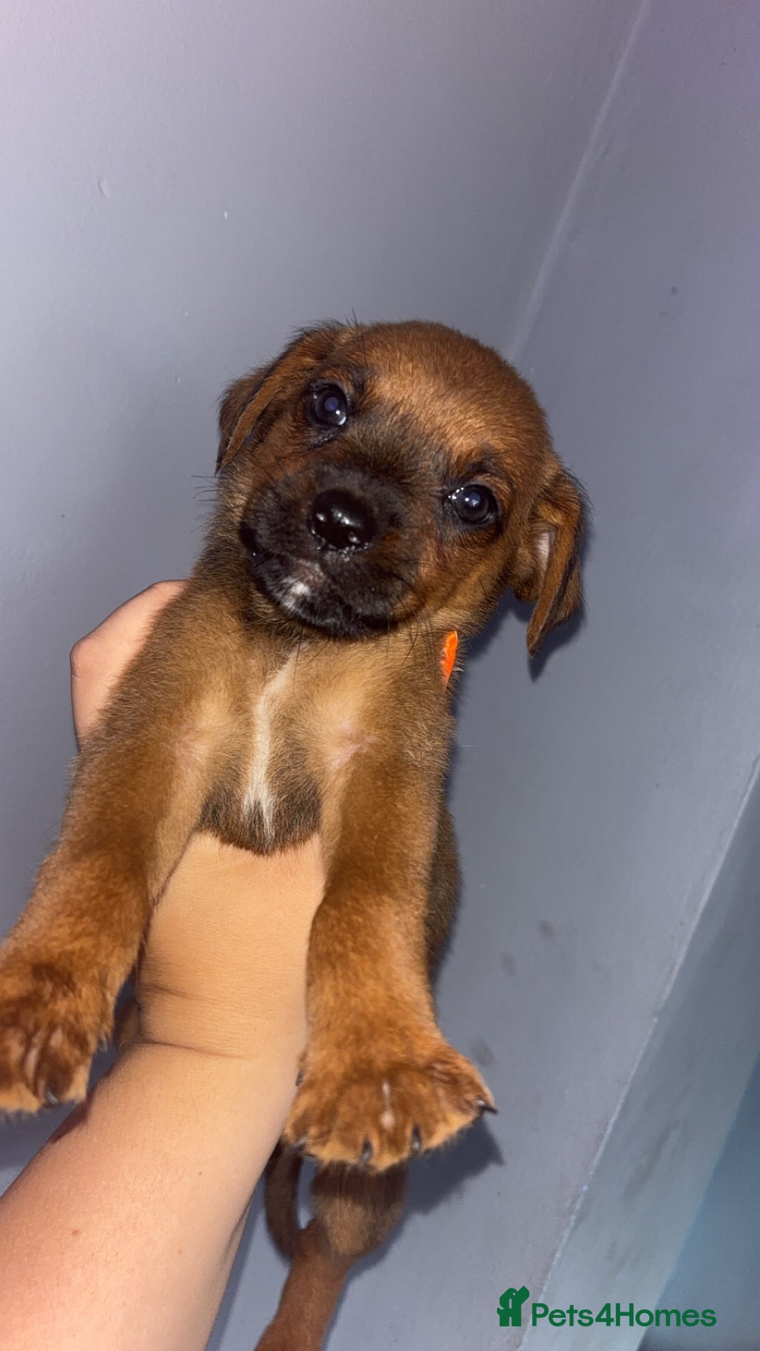 Mixed Breed dogs for sale: Boxwillers 2 GIRLS and 1 BOY LEFT - Image 1