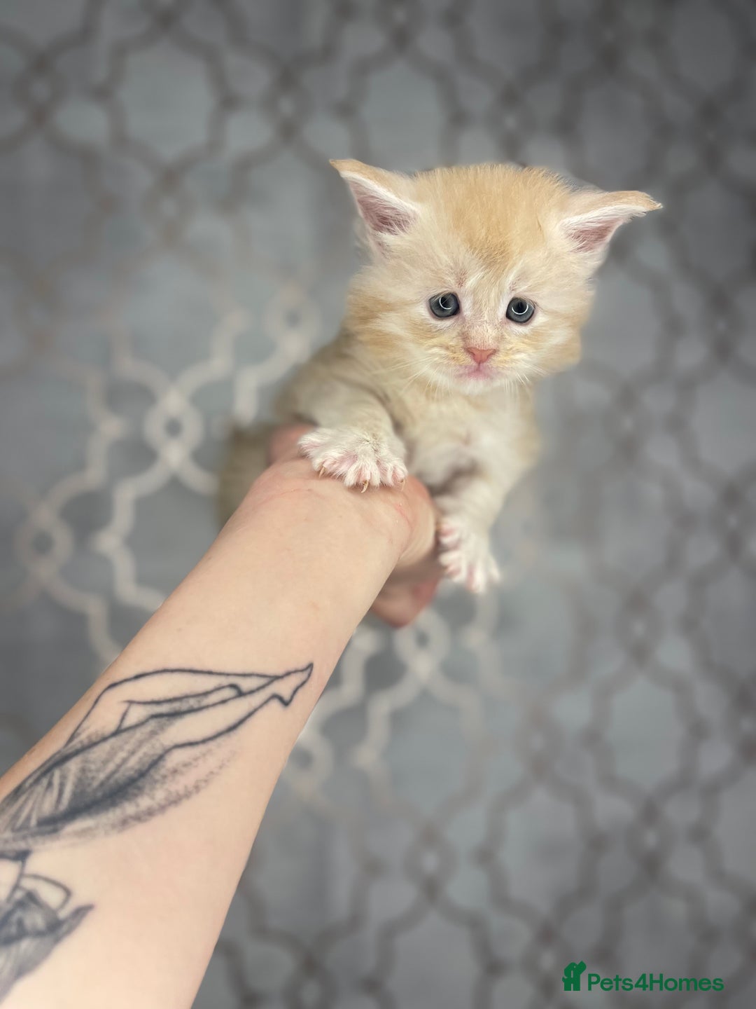 Maine Coon cats for sale: 💛LAST Sweet MaineCoons looking for forever home💛 - Advert 20