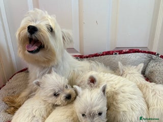 West Highland Terrier dogs - Advert 3