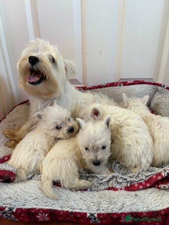 West Highland Terrier dogs - Advert 2