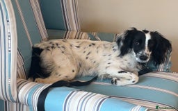 English Springer Spaniel dogs for sale: Dottie - Image 2