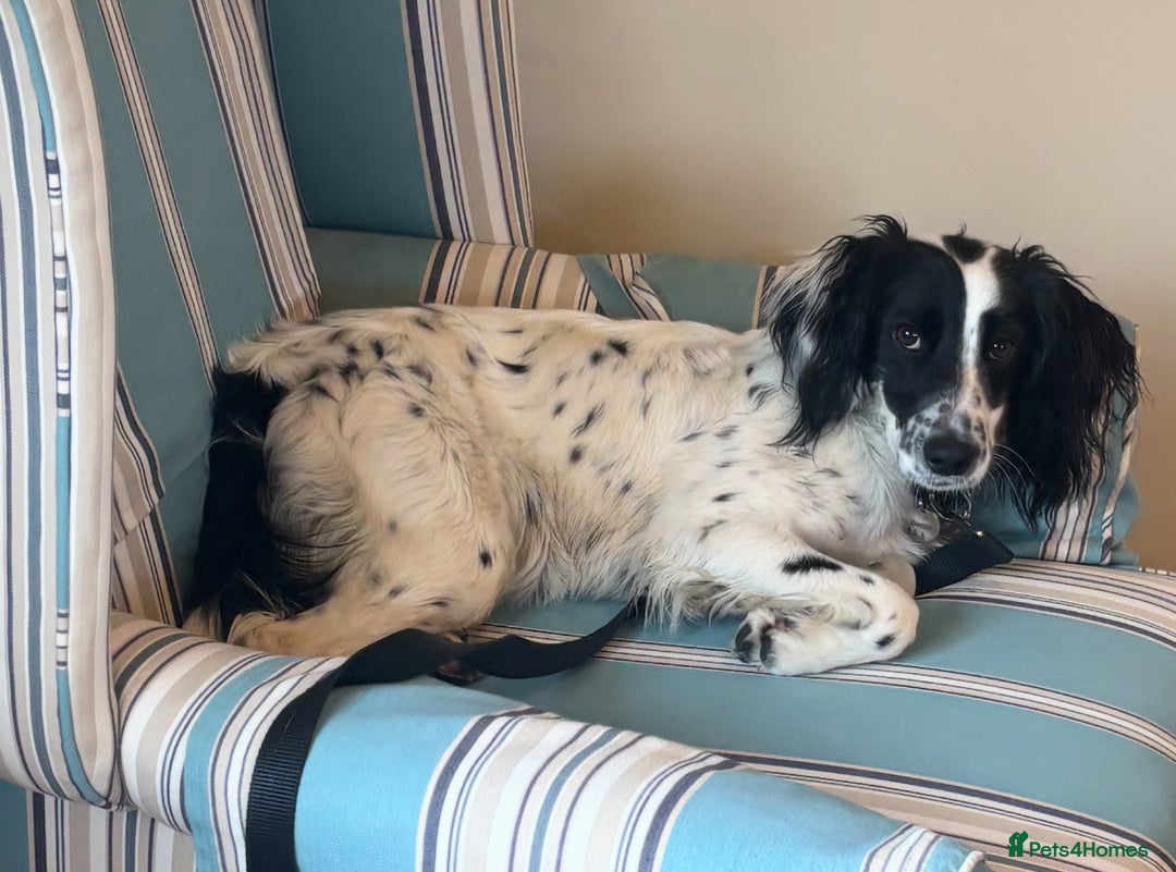 English Springer Spaniel dogs for sale: Dottie - Image 2