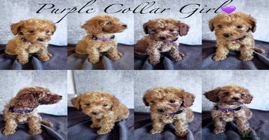 Cockapoo dogs ✨ **REDUCED** READY TO LEAVE-F1B Cockapoo Puppies✨ - Advert 7