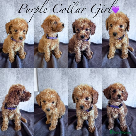 Cockapoo dogs ✨ **REDUCED** READY TO LEAVE-F1B Cockapoo Puppies✨ - Advert 2