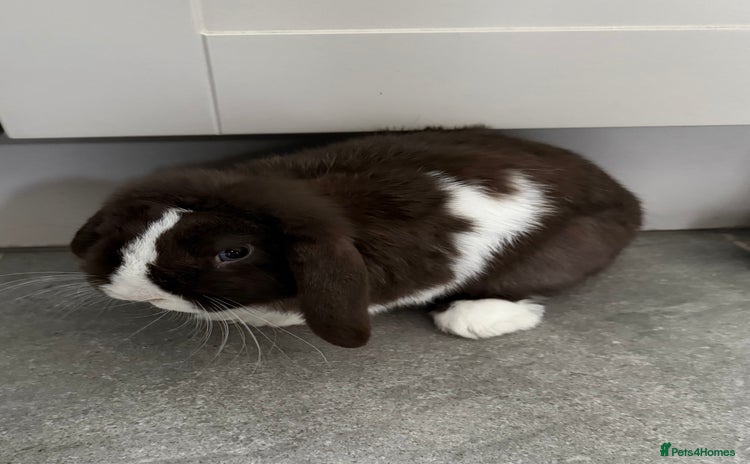 Mini Lop rabbits House rabbit  - Advert 1