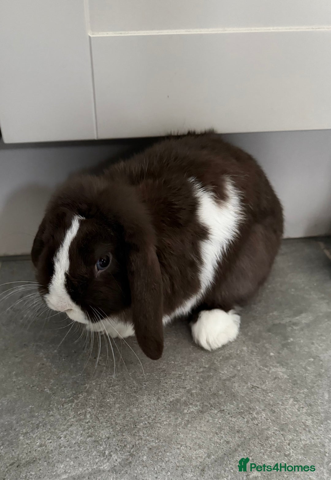 Mini Lop rabbits for sale: House rabbit  - Advert 1