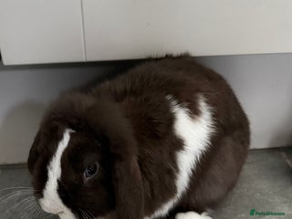 Mini Lop rabbits House rabbit - Advert 1