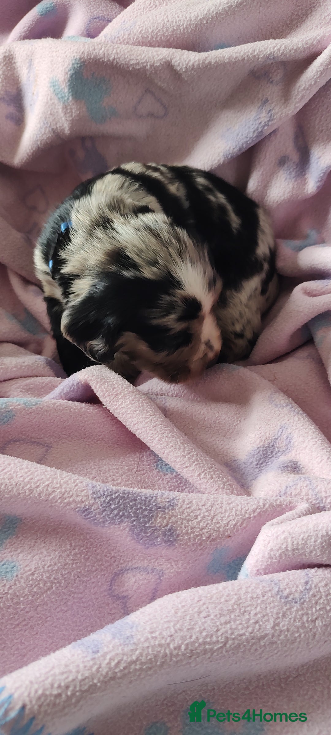 Sprocker dogs for sale: STRIKING SPROCKER SPANIEL PUPPIES  - Image 29