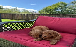 Cockapoo dogs for sale: Westcraigs Cockapoos - Image 22