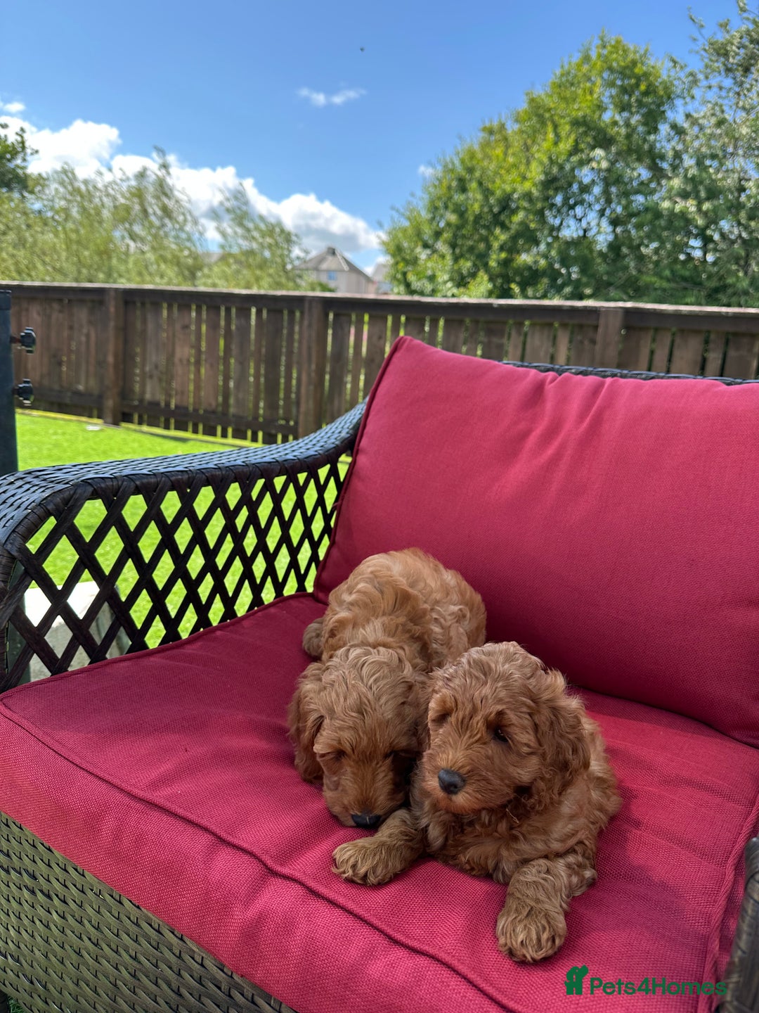 Cockapoo dogs for sale: Westcraigs Cockapoos - Image 22