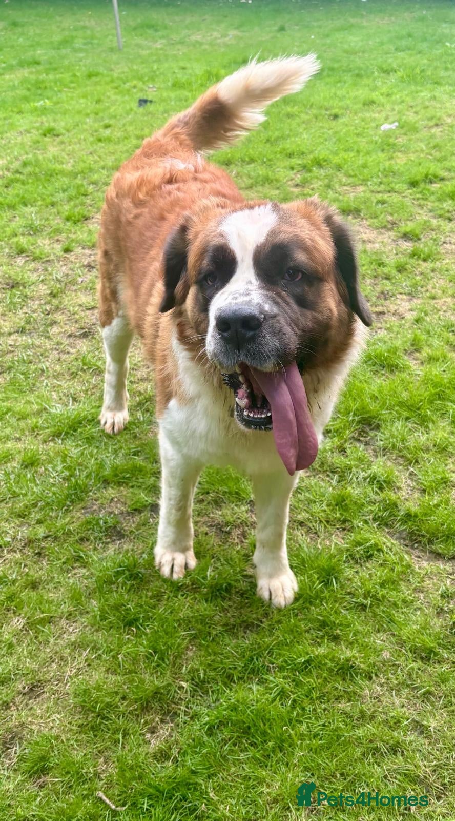 Saint Bernard dogs Saint Bernard female - Advert 2