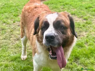 Saint Bernard dogs Saint Bernard female KC - Advert 3