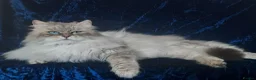 Siberian cats for sale: GCCF Registered Siberian Kitten For Sale  - Advert 27