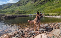 Belgian Shepherd Dog dogs for sale: Belgian Malinois For Sale - Image 3