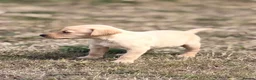 Labrador Retriever dogs for sale: 7 gorgeous kc Labrador puppies - Advert 22