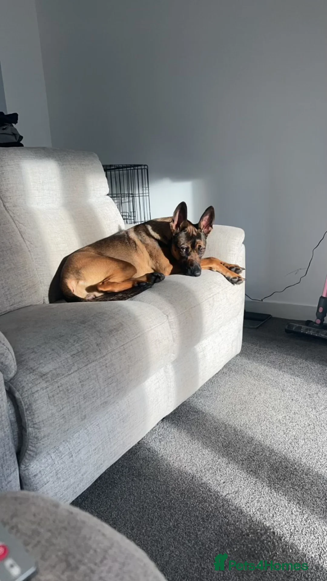 Belgian Shepherd Dog dogs for sale: Nova  - Advert 16