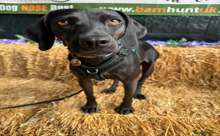 Mixed Breed dogs for adoption in Colchester - Advert 1