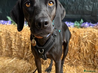 Mixed Breed dogs in Colchester - Advert 4