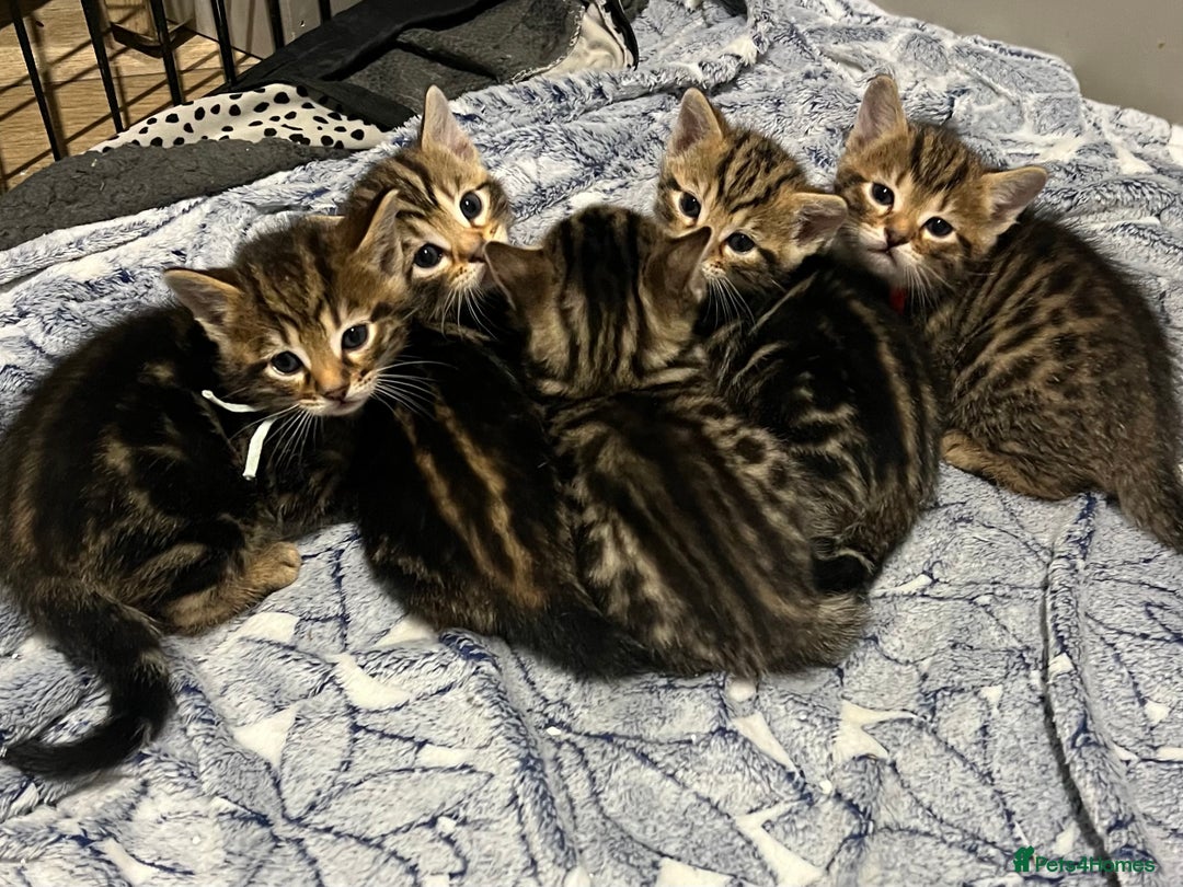 Bengal cats for sale: Stunning litter of Pure Bengals - Image 2