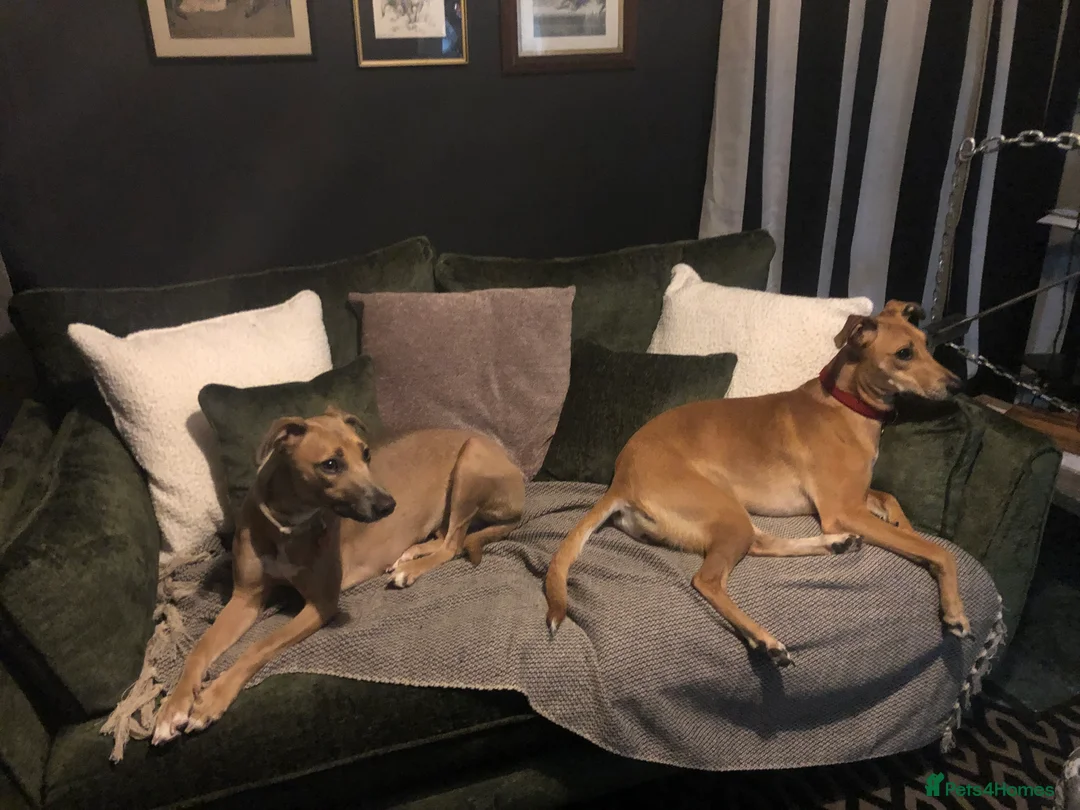 Mixed Breed dogs for sale: Hallie the Mali x whippet - Advert 2