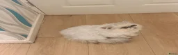 Persian cats for sale: White heaven chinchilla Persian female - Advert 4
