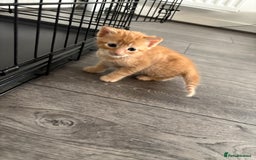 Mixed Breed cats for sale: Kittens for sale  - Image 5